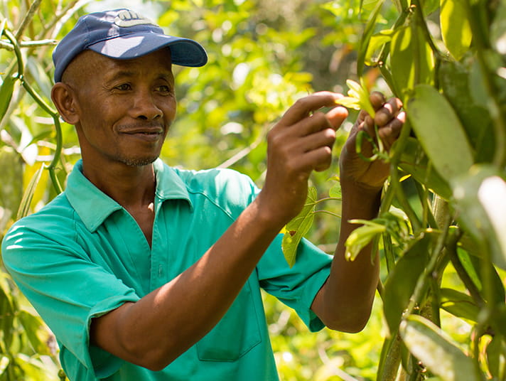 vanilla farmer