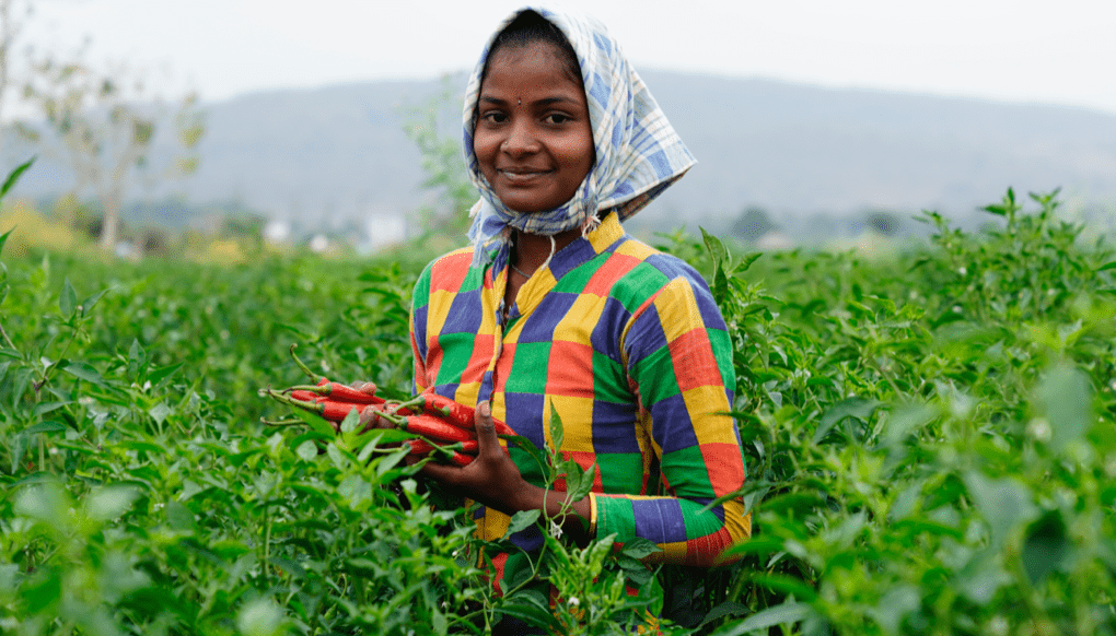 Women wearing headscarf in pepper field