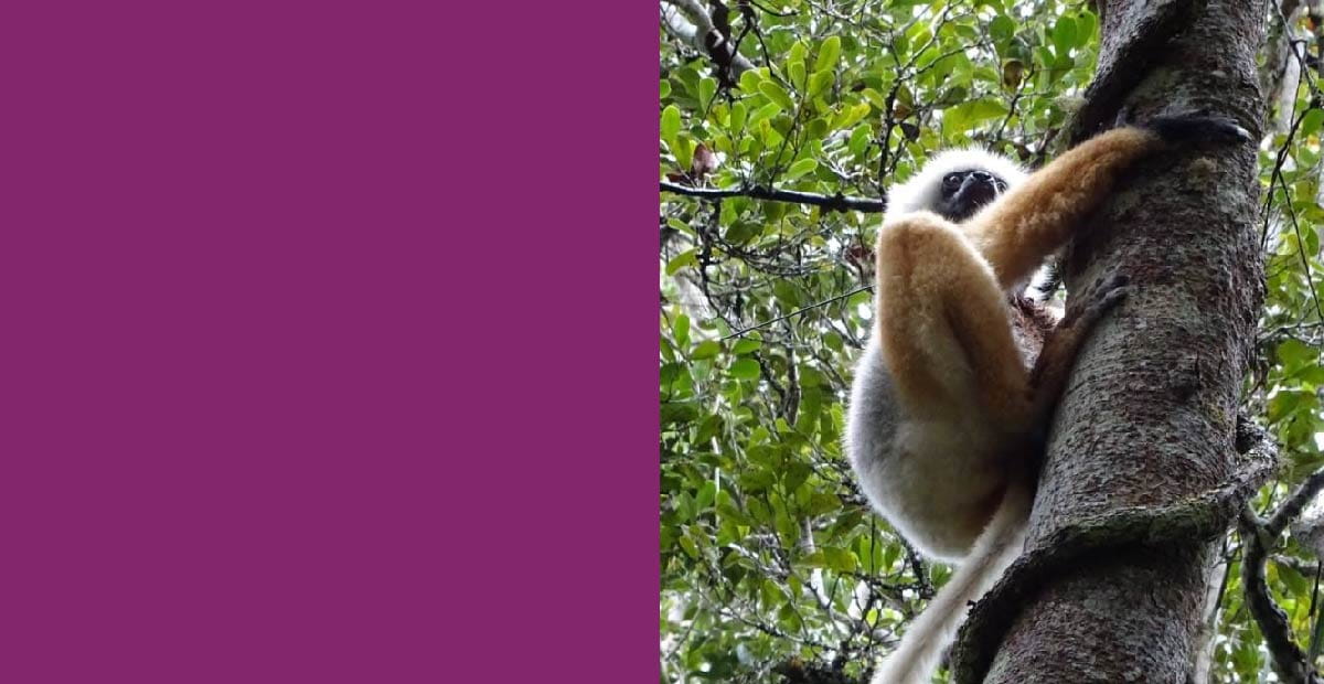 Grown for Good environment; photo of lemur