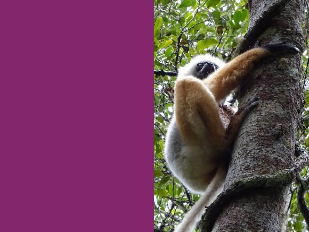 lemur climbing tree
