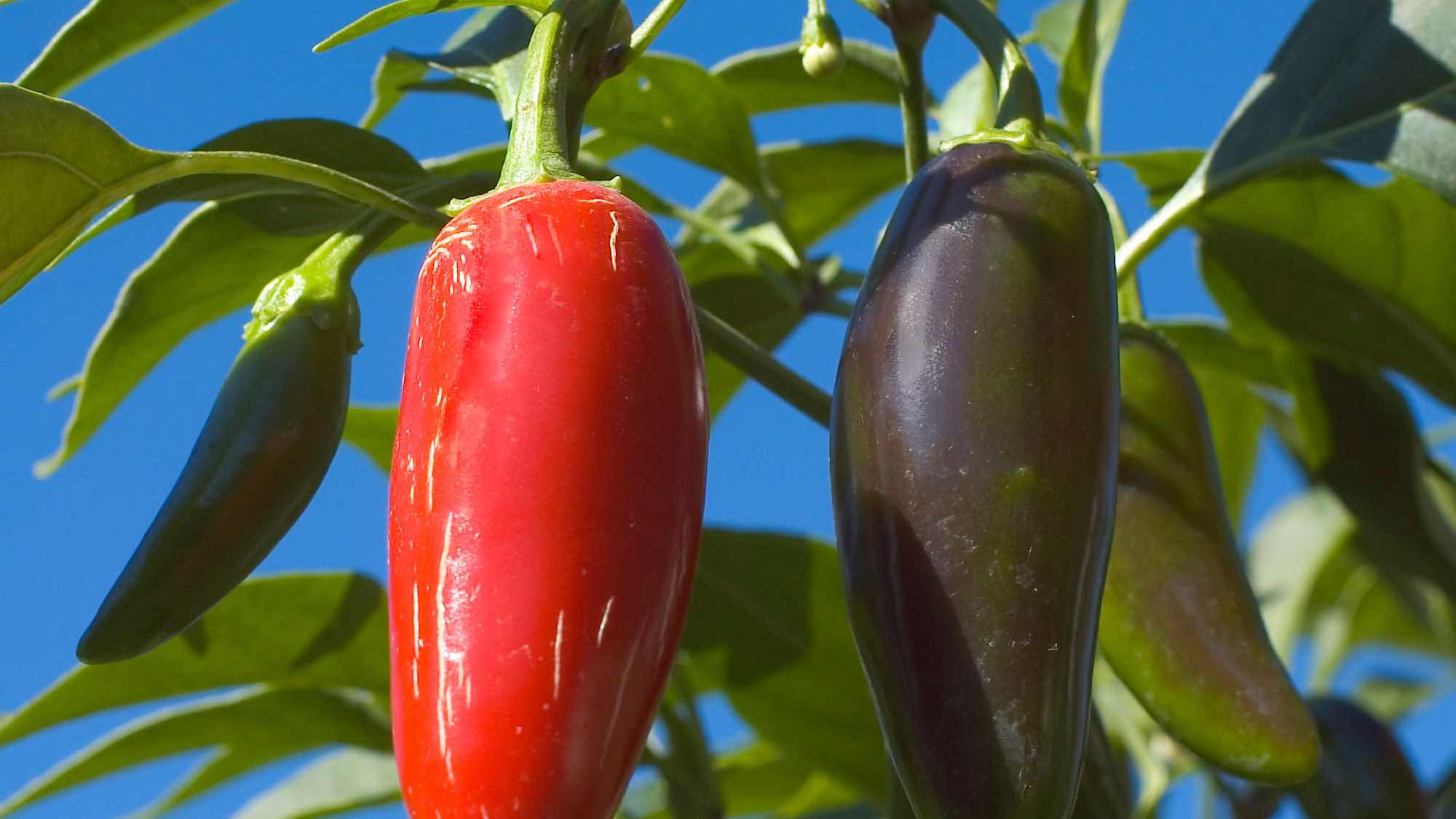 Birds Eye Chili | Origine | Butty