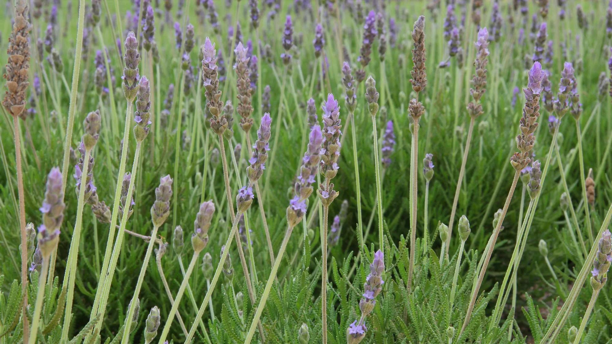 Les herbes de Provence 