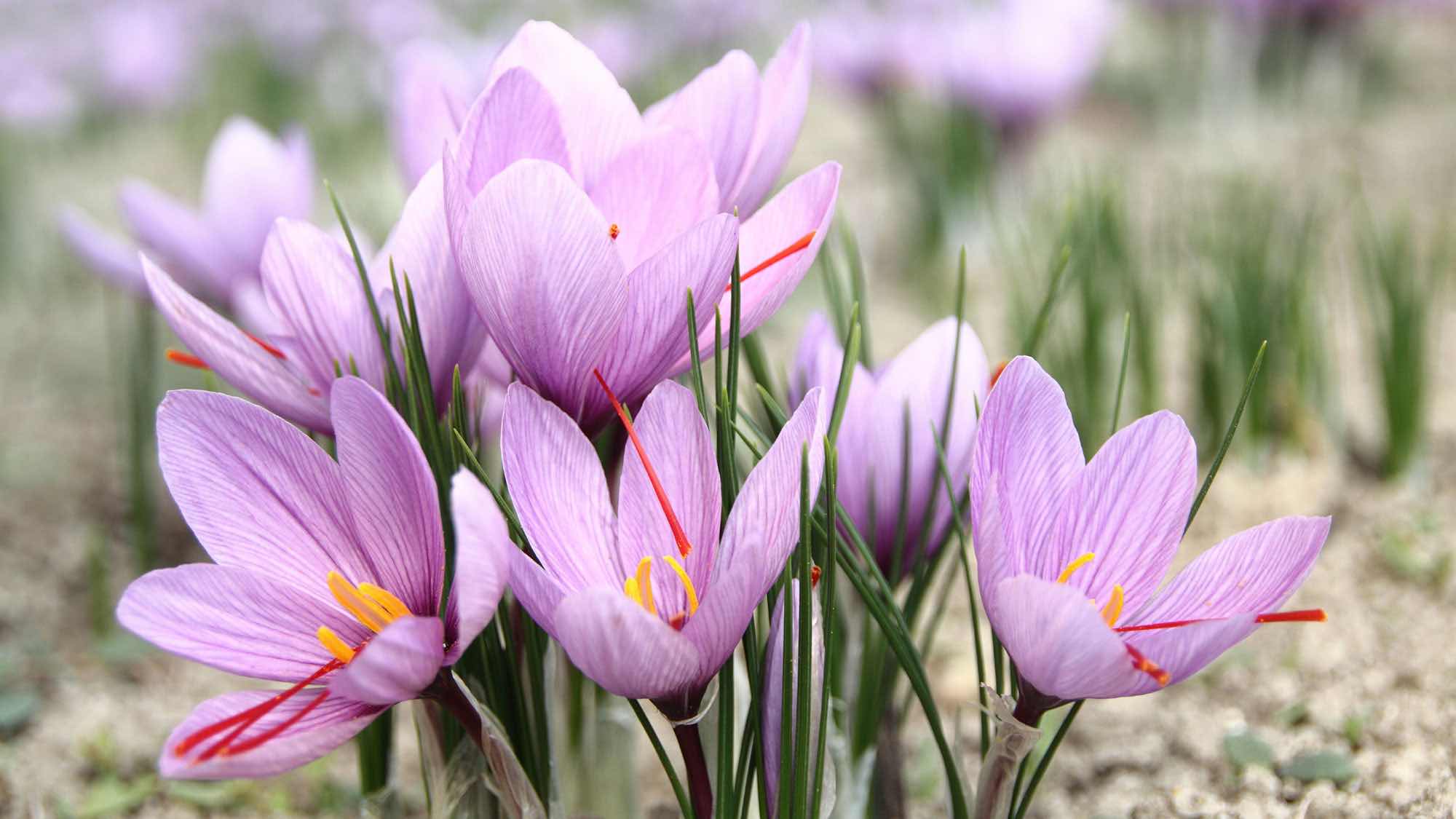 Safran Ursprung McCormick