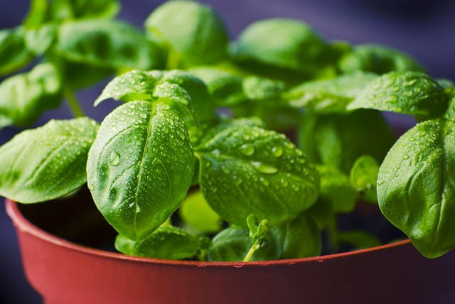 MSI Funded Paper Potential Health Benefits of Basil McCormick