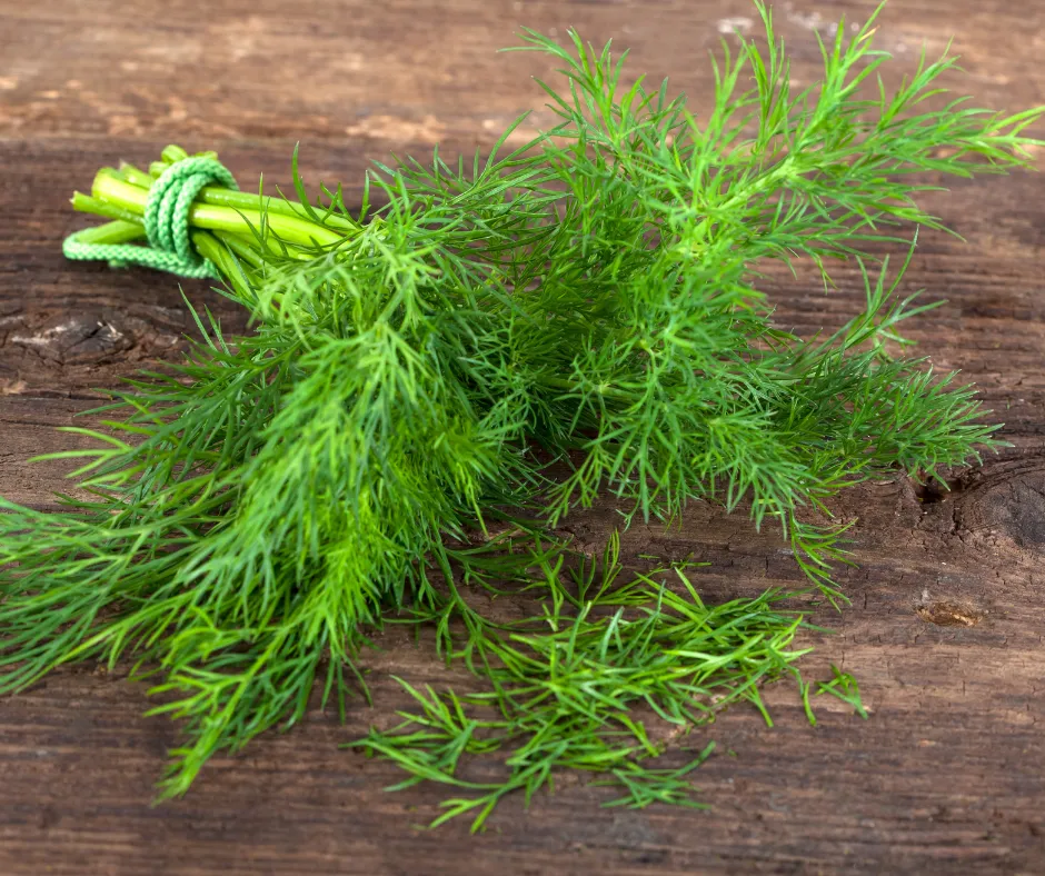 MSI Funded Paper - Dill: Potential Health Benefits