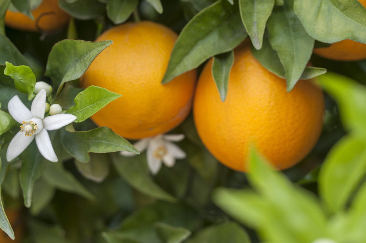 Orange Blossom: Origin, Meaning, and Symbolism - SnapBlooms Blogs
