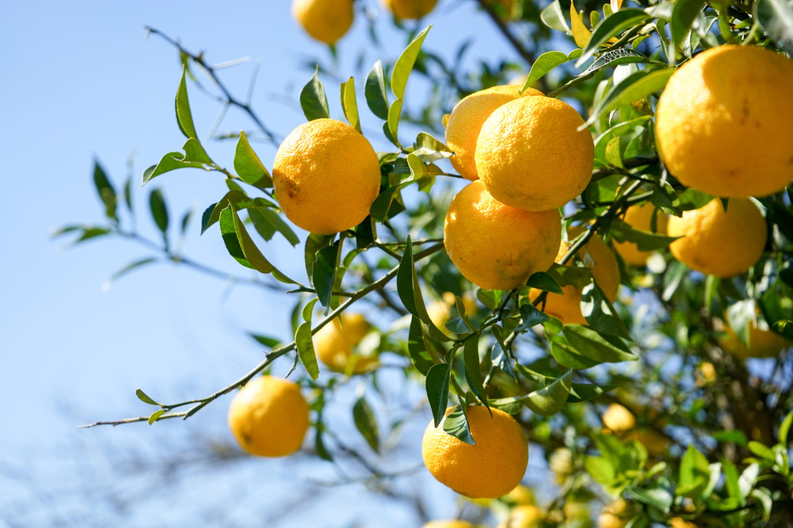 Flavor of the Week: Yuzu, a unique citrus hybrid