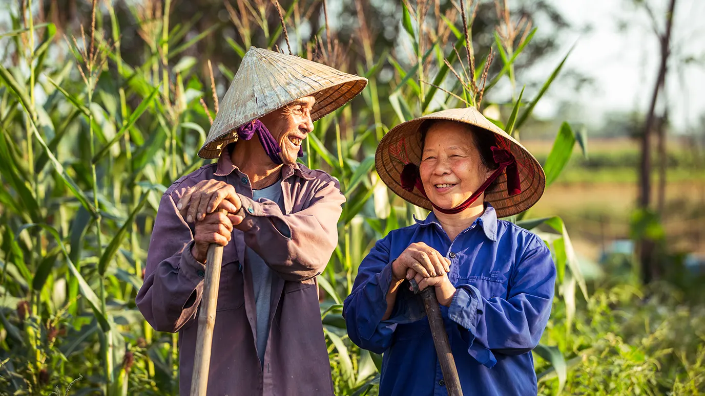 Black Pepper Harvesting in Vietnam