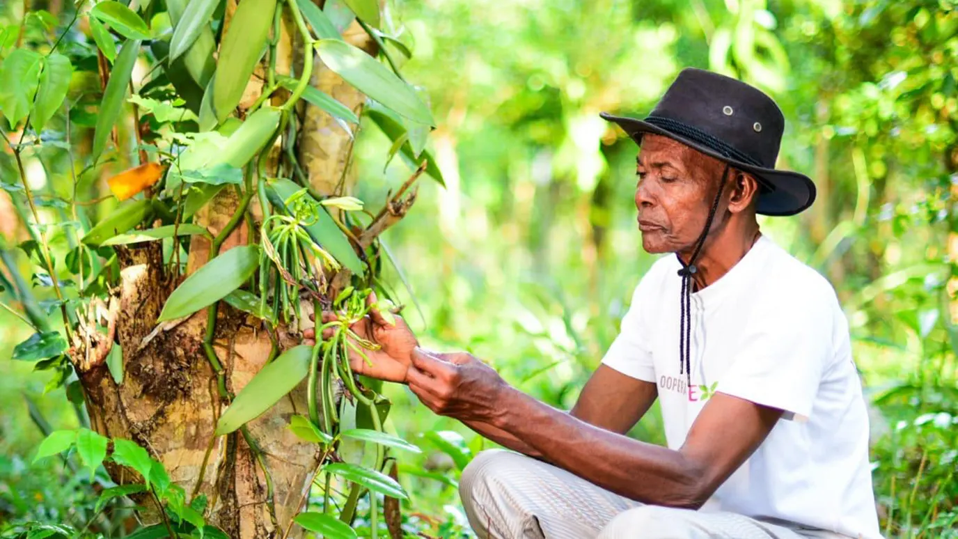 Vanilla Farmer in Madagascar